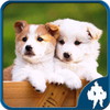 犬のジグソーパズル